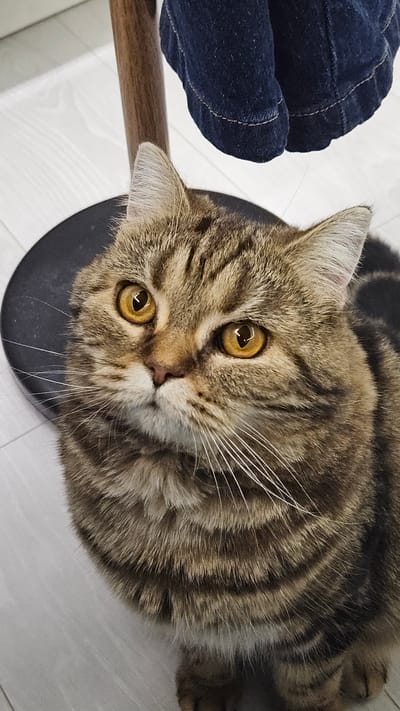 A tabby cat with golden eyes is the primary subject, positioned in the center of the frame. The cat is sitting on a black circular surface, likely a stool. A dark blue garment, possibly denim, is visible in the upper left corner, positioned near a wooden chair leg. The background consists of light-colored flooring. The image suggests an indoor setting, possibly a home. The location is specified as Yerzovka, Russia.
