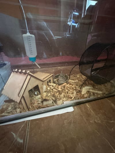The image shows a hamster cage, likely in an indoor setting, possibly a home. The cage contains wood shavings as bedding, a small wooden house, a water bottle with a metal sipper, a food bowl, and a running wheel. A hamster is visible in the food bowl. The background is blurry and shows reflections of furniture and possibly a window. There is no information in the image that would indicate its location in Terny, Ukraine.