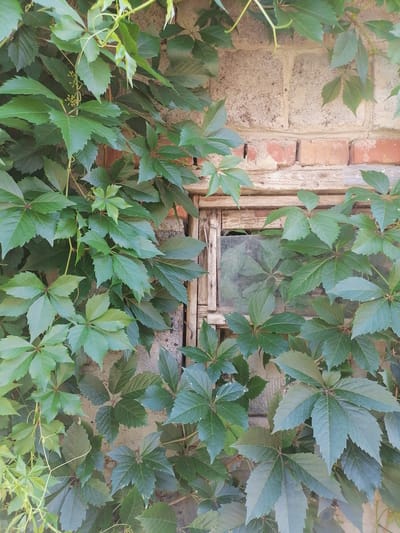 This is a close-up, eye-level medium shot of a weathered wooden window frame partially obscured by lush green Virginia creeper vines. The window is set into a textured brick and stucco wall, with the bricks visible towards the bottom and the stucco above. The wooden frame itself appears aged and possibly damaged, with some planks showing signs of wear. A pane of glass is visible through the leaves, reflecting some of the surrounding greenery, and appears dirty or fogged. The Virginia creeper is the dominant element, with its characteristic palmate leaves creating a dense canopy that drapes over the window and the wall. The lighting suggests it is daytime, possibly late afternoon given the shadows. The overall impression is one of nature reclaiming an abandoned or disused structure, conveying a sense of rustic decay and natural beauty. There are no people or animals visible, and no text is discernible. The location context of Lobkovo, Russia, might suggest a rural or dacha setting.