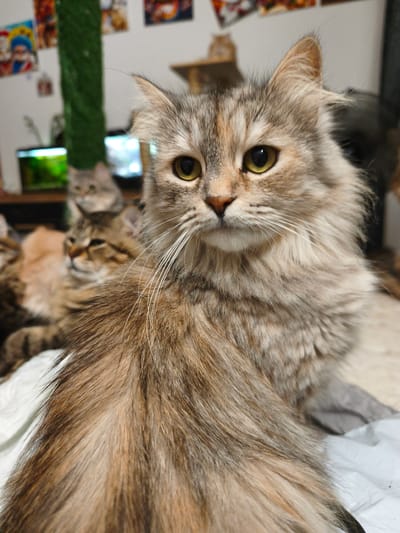 The image depicts a close-up of a fluffy, long-haired cat with tabby markings in shades of brown and grey. The cat has large, expressive yellow-green eyes and long white whiskers. In the background, out of focus, are several other cats, some appearing to be kittens, and a green cylindrical scratching post. Behind the cats, a blurry aquarium with green lighting is visible, along with framed pictures on a wall and a shelf with a small cat figurine. The setting appears to be an indoor environment, possibly a cat cafe or a home with multiple cats. There are no people visible in the image. The image does not contain any information about the city of Morąg, Poland.