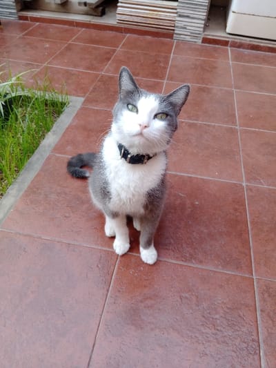 A bicolored domestic short-haired cat is seated on a tiled surface in Villa Ballester Noroeste, Argentina. The cat features white fur on its face, chest, belly, and paws, contrasting with gray fur on its ears, forehead, back, and tail. It has distinct green eyes and wears a black collar with a silver buckle around its neck. The cat is facing forward, looking directly into the camera, with its head slightly tilted and its tail curled around its left side. The ground consists of large, reddish-brown terracotta-style tiles with visible grout lines. To the immediate left of the cat, a narrow rectangular planter contains vibrant green grass or small plants. The background shows a blurred building structure with horizontal striped elements and a white rectangular object on the right.
