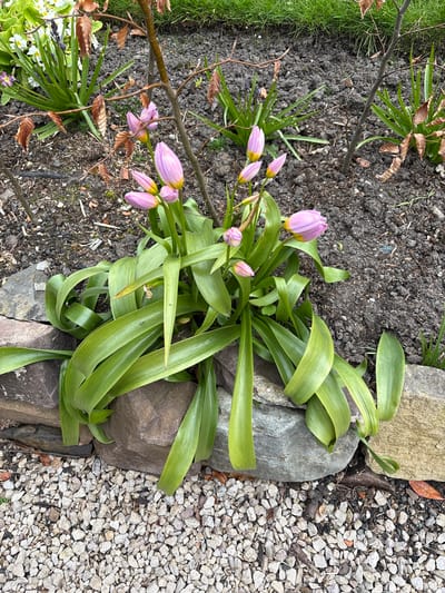 The image depicts a cluster of budding pink tulips nestled between two rough-hewn stones in a garden bed. The flower buds are mostly closed, showing a pale yellow base. The tulips are surrounded by long, light green leaves that curl and droop. The garden bed consists of dark brown soil bordered by the stones and small gray gravel. There is also a thin twig going across the picture.
Based on the surrounding conditions, it seems likely the picture was taken in Longden, United Kingdom.