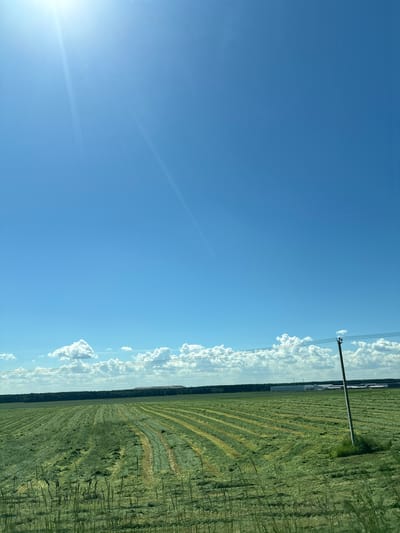 The image shows a wide, green field with rows of freshly cut hay, likely used for agricultural purposes. The field stretches towards a dark line of trees in the distance. Above the field, a bright blue sky dominates, with scattered white clouds and the sun casting a glare. A single utility pole with wires stands in the middle ground, to the right of the frame. In the far distance, beyond the trees, are some buildings and possibly a large pile of material, suggesting industrial or agricultural infrastructure. The overall scene depicts a rural landscape under a clear, sunny sky.