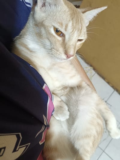 An indoor scene in the city of Cileungsi, Indonesia, captures a light orange and cream tabby cat resting on a person's lap or arm. The cat's right eye, with a golden-amber iris and slit pupil, is open, while its left eye is mostly closed in a squint. A pinkish nose and prominent white whiskers are visible on its muzzle. The cat's short fur displays subtle lighter tabby stripes, particularly on its face and body. The supporting person's arm or lap is covered by a dark blue garment, likely sportswear, which features light blue woven patterns and a distinct pink and white striped design on the fabric's fold, along with a partial white graphic at the lower left. The background includes a plain, light brown wall in the upper right and a light-colored tiled floor with a visible grid pattern in the lower right.