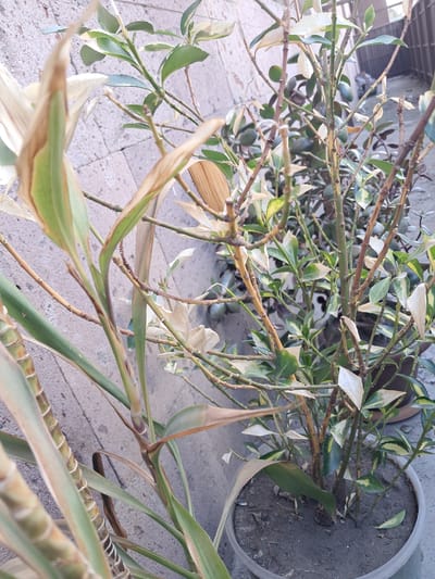 This close-up, high-angle photograph captures a cluster of potted plants, highlighting their varying conditions in what appears to be an outdoor setting in Gavar, Armenia.
The foreground and midground are dominated by two distinct plant types. One features numerous small, oval-shaped leaves, many of which are variegated with shades of green and yellow/white, while a significant portion of its leaves appears entirely white, dried, or bleached. Its slender, woody stems are also visible throughout the frame. Interspersed with this plant is another with longer, strap-like leaves, predominantly green but exhibiting considerable browning and dryness along the edges and tips. This second plant's stems are thicker and segmented, suggesting a bamboo-like structure or ornamental grass.
In the upper right section of the main image, a grey or black plastic plant pot filled with dark, dry soil is clearly visible, containing some of the variegated plant's growth. The plants are situated on a light-colored paved surface, likely concrete or stone, with visible grout lines forming a geometric pattern. In the background, a light-colored, textured wall or building structure can be discerned, indicating an outdoor area such as a patio or garden. The scene is brightly lit by natural daylight, suggesting it was captured outdoors during the daytime under clear weather conditions. There is no visible text in the image. The plants' condition suggests potential stress or environmental factors impacting their health.