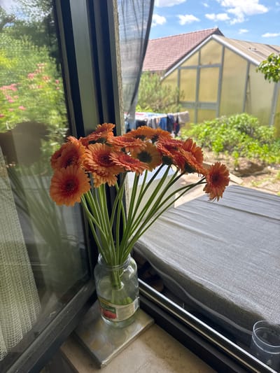 The image depicts a close-up view of a bouquet of orange gerbera daisies in a glass jar, placed on a windowsill. Through the window, a backyard scene is visible, featuring a greenhouse with a red-tiled roof, clothes hanging on a line, and lush green foliage. The windowsill itself is covered with a textured gray fabric. The overall setting suggests a residential area. The specific location in Lörrach, Germany, is not identifiable from the image's content.