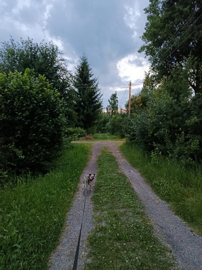 A dog on a leash walks on a gravel path through a wooded area, as seen in Alferovo, Russia. The sky is overcast with a few scattered clouds, and there are trees on either side of the path. A utility pole with wires is visible in the background. The dog is medium-sized with tan and white fur and is looking towards the camera. The path is flanked by tall green grass.
