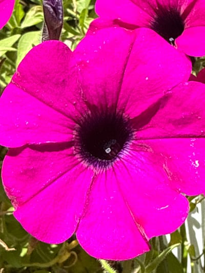 A close-up, high-angle shot focuses on a vibrant magenta petunia flower, its petals unfurling towards the viewer. The center of the flower is a deep, velvety black, with a hint of a white stamen visible. Subtle veins are etched into the petals, and a few tiny white spots, likely dew or pollen, are scattered across the surface. The flower is surrounded by lush green foliage, also in sharp focus, and a blurred background suggests other flowers or garden elements. The image captures the intricate beauty of a single bloom in a garden setting, likely in Залесье Снт, Russia, though no specific urban details are identifiable from the photograph alone.