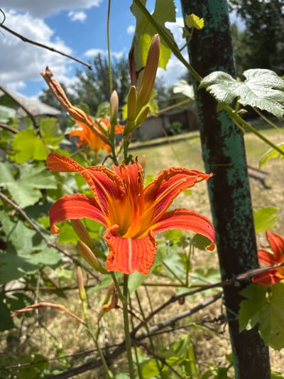 The image shows an orange lily in bloom, set against a backdrop of greenery and a cloudy sky. The lily's petals are vibrant orange with reddish-brown streaks, and its stamens are tipped with dark pollen. Several unopened lily buds are visible, as well as green leaves and vines. A dark green, textured pole, possibly part of a fence or trellis, stands to the right of the flower. In the background, a residential building with a light-colored roof can be seen, along with trees and dry grass. The scene appears to be a garden or yard, suggesting an outdoor setting in a suburban or rural area. The lighting indicates it is daytime, likely sunny with scattered clouds. The presence of a residential building implies a connection to human habitation. Without specific landmarks or identifying features within the image, pinpointing the exact location within Zhirnov, Russia is not possible.