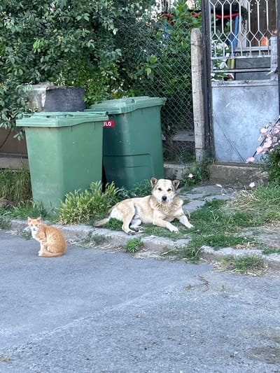 This is a photograph taken outdoors, likely during the daytime, given the natural lighting. The scene appears to be a residential or urban fringe area in Tankovo, Bulgaria. The foreground features a light-colored dog lying on its side, with its head raised and looking towards the camera. Behind the dog, to its left, are two large, green trash bins, one stacked partially behind the other. The left bin has a red label with white text that is partially obscured but appears to say "ULO". Lush green foliage and some smaller pink flowers are visible in the background, partially obscuring a chain-link fence and some sort of building or structure with a metal grate and what looks like a metal door. To the right of the trash bins and in front of the dog, an orange cat is curled up on the pavement, facing away from the camera. The ground is a mix of concrete or asphalt and patches of grass and dirt. The overall impression is a candid snapshot of domestic animals resting in an outdoor environment. The time of day appears to be late morning or afternoon due to the sunlight casting shadows.