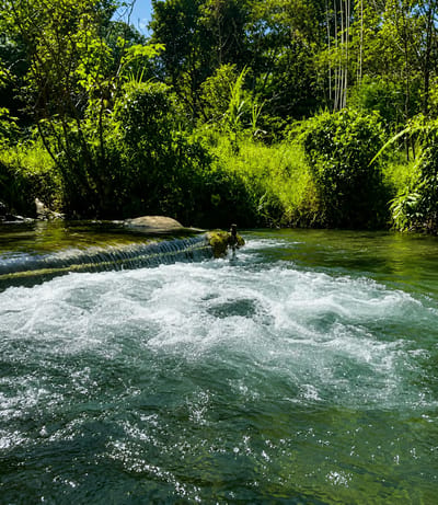 The image depicts a section of a clear, green river flowing through a lush, verdant forest. In the foreground, the water is turbulent and foamy as it cascades over a low-lying weir or natural rock formation. Sunlight glints off the water's surface, creating a shimmering effect. Beyond the rapids, the river becomes calmer, with a smooth, reflective surface.
A large, dark-colored rock rests on the weir, partially submerged. To its right, a small clump of moss or vegetation is visible. The riverbanks are densely covered with various types of foliage, including tall reeds, leafy bushes, and mature trees, all bathed in bright sunlight. The overall impression is one of a serene, natural environment. The location is identified as Silaiyajae, Indonesia. There are no people or animals visible in the image.