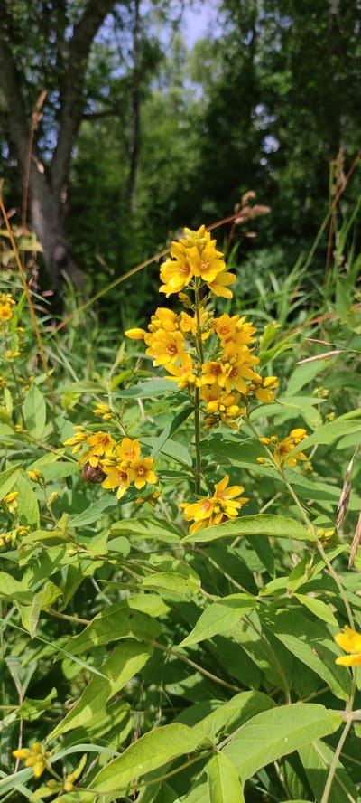 In the city of Moskovskiy Veterán SNT, Russia, a cluster of yellow flowers is in full bloom, centered on a tall stalk with multiple blooms. The flowers are small with five petals and appear to be a species of Lysimachia, commonly known as loosestrife. They are surrounded by lush green foliage and blades of grass, suggesting a natural, uncultivated setting. In the background, the soft focus of trees and a bright sky hints at an outdoor, daytime scene. The overall impression is one of vibrant natural beauty.