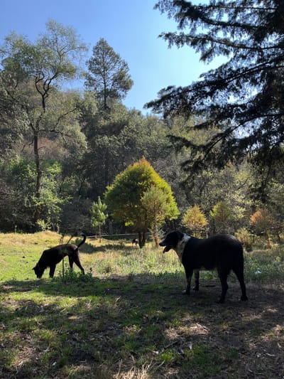The image displays an outdoor scene in San Andrés Calpan, Mexico, under clear, sunny conditions. The foreground consists of uneven ground with patches of grass, dirt, and sparse vegetation, illuminated by direct sunlight creating distinct shadows. On the right, a large dark-colored dog with a white collar-like marking stands facing left, its mouth slightly open with the tongue partially visible. To the left, a medium-sized black dog is positioned with its head lowered towards the ground, appearing to sniff or graze, its tail held high and curved over its back. A small, slender sapling is located directly behind the black dog. In the mid-ground, a horizontal dirt path or road is visible, with a smaller, dark-colored dog standing near it in the distance. The background is dominated by a dense, multi-layered forest covering an elevated landscape, featuring a variety of trees with both light green and darker evergreen foliage.
