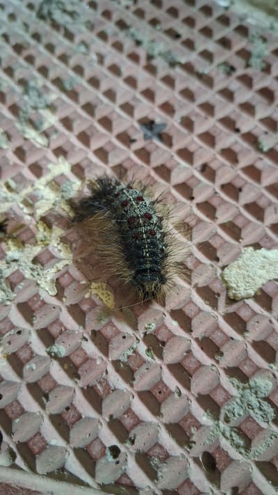 The image shows a caterpillar on a textured, reddish-brown surface. The caterpillar is dark with sparse, light-colored hairs and red spots along its body. The surface appears to be paving stones or tiles with a diamond-shaped pattern. There is some debris or dirt on the surface. The location of Marchevo, Bulgaria is not visually represented in the image.