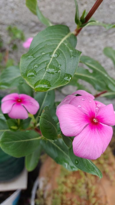 A close-up shot captures a vibrant pink flower, likely a type of Periwinkle or Vinca, with visible water droplets adorning its petals. Another, slightly out-of-focus pink flower is visible below the main bloom. Lush green leaves surround the flowers, many bearing water droplets as well. The background features what appears to be a concrete surface and some other greenery, suggesting an outdoor garden setting. The specific location is noted as La Joya, Mexico, though there are no visual cues within the image to independently confirm this.