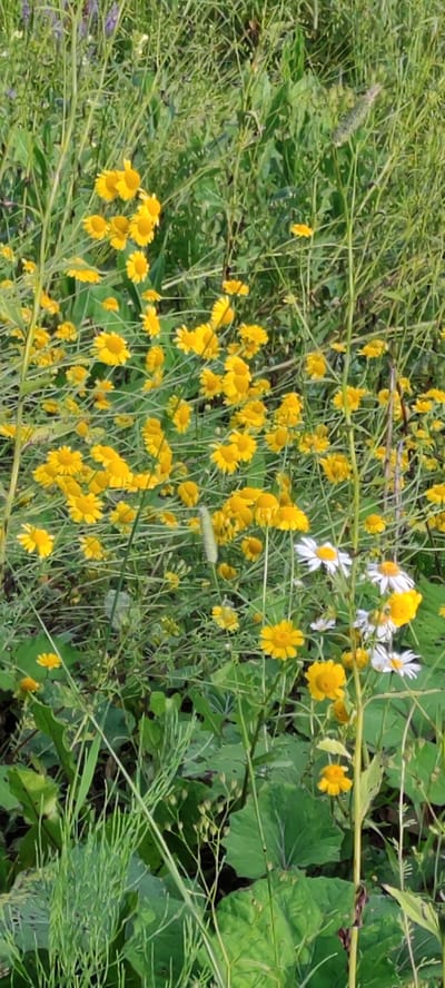 The image depicts a close-up view of a dense meadow in Angelovo, Russia, dominated by various wildflowers and tall grasses. Numerous small, bright yellow flowers with daisy-like petals are scattered throughout the scene, interspersed with white daisy-like flowers. Green foliage, ranging from broad leaves to thin, blade-like stalks, forms a lush backdrop. The lighting suggests an outdoor daytime setting. There are no people or animals visible in the image, and no discernible actions or interactions are taking place. The environment is natural and appears to be a wild or semi-wild outdoor space.
