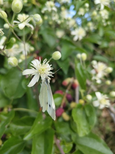 A small, white butterfly with black spots on its wings is perched on a white flower. The butterfly is facing downwards and its wings are slightly spread. The flower has delicate petals and a yellow center. The background is a blur of green leaves and more white flowers, with a hint of red and purple berries. The scene appears to be in a garden or natural setting, possibly in Krushare, Bulgaria, given the context.