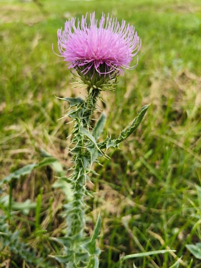A close-up, eye-level outdoor shot captures a thorny thistle plant with a vibrant pink flower in bloom. The plant's stem is covered in sharp, prominent spines, and its leaves are serrated and also spiny. The flower is a dense cluster of delicate, thread-like petals radiating outward from a central bud. The background is a soft, out-of-focus expanse of green grass, suggesting a natural or uncultivated setting. The overall lighting appears to be overcast or diffused, creating a gentle, natural illumination. There are no people or animals visible in the frame. The image does not contain any elements that would indicate a specific location in the city of Petrovsk, Russia.