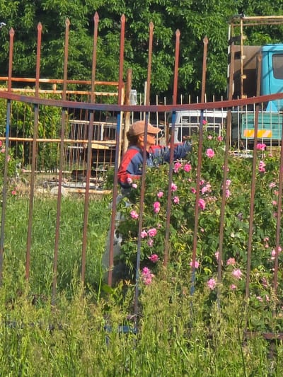 This image depicts an outdoor scene in Karnare, Bulgaria, characterized by a prominent rusted metal fence in the foreground. The fence features vertical bars with pointed finials and horizontal support beams, exhibiting remnants of faded blue paint. Tall, green grass and weeds grow abundantly around the base of the fence.
Behind the fence, a person is partially visible, positioned next to a large, dense rose bush covered in numerous pink blooms. The individual wears a light-colored baseball cap, sunglasses, a red and blue long-sleeved shirt or jacket, and light-colored pants. One hand is extended towards the rose bush, suggesting an action of tending to the flowers, such as pruning or picking.
In the midground, beyond the person and rose bush, further metallic fencing and industrial-like structures are discernible. To the right, a light blue truck, possibly a flatbed or utility vehicle, is parked, displaying yellow and black markings on its rear section. A white vehicle is partially obscured further to the left behind the primary fence. The background is dominated by a dense canopy of lush green deciduous trees, indicating a treed area beyond the structures. The scene is illuminated by daylight, casting natural light upon the elements.