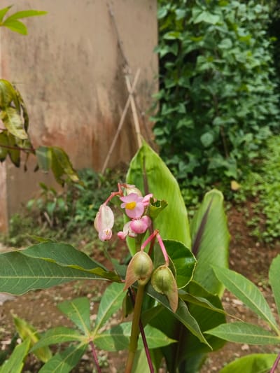 The image displays a close-up of vegetation in what appears to be an outdoor setting in Bình Hải, Vietnam. In the foreground, a plant with several pink flowers featuring yellow centers is visible. Three flowers are open, while two green, teardrop-shaped flower buds hang below them. The plant has green leaves, some broad and entire, others deeply lobed. The stem supporting the flowers is reddish-brown. In the midground, a light brown or beige wall shows signs of wear and discoloration. Leaning against this wall are two thin, light-colored wooden or bamboo stakes crossed in an 'X' formation. Behind the flowering plant, large green leaves are present, possibly belonging to another plant. The background consists of dense, out-of-focus green foliage, indicating a lush vegetated area, with patches of brown earth visible at the bottom. The lighting suggests natural daylight. No individuals are present in the frame.
