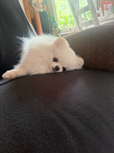 A white Pomeranian dog is lying on a dark sofa. The dog's head is resting on the sofa cushion, and its eyes are open, looking towards the camera. The dog's body is stretched out, with its front paws extended. The sofa is dark brown and appears to be made of a textured fabric. In the background, there is a window with sunlight streaming through, illuminating the room. The window overlooks a green, leafy outdoor area, likely a garden or park, suggesting a residential setting possibly in or around the city of Вишняково, Russia. There are no people visible in the image, and the overall atmosphere is calm and relaxed.