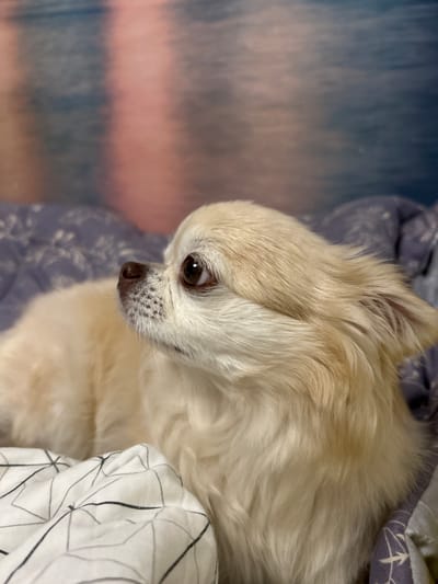 A close-up, high-angle shot shows the head and upper body of a small, cream-colored dog, likely a Chihuahua, lying on its side. The dog has long, fluffy fur, with its head turned to the left and its gaze directed downwards. Its large, dark eyes are visible, as is its small, dark nose, speckled with dark spots around the muzzle. The dog appears relaxed, nestled amongst soft bedding.
The bedding beneath the dog has two distinct patterns. On the left side, there is a soft fabric with a faint, abstract pattern of blue and pinkish-red stripes, creating a hazy, blurred background. On the right side, a white fabric with a black geometric pattern of intersecting lines and shapes is partially visible, appearing to be a blanket or pillowcase. The lighting suggests it is daytime, possibly indoors, with soft light illuminating the dog's fur. The dog's relaxed posture and downward gaze convey a sense of calm and comfort. There is no visible text in the image.