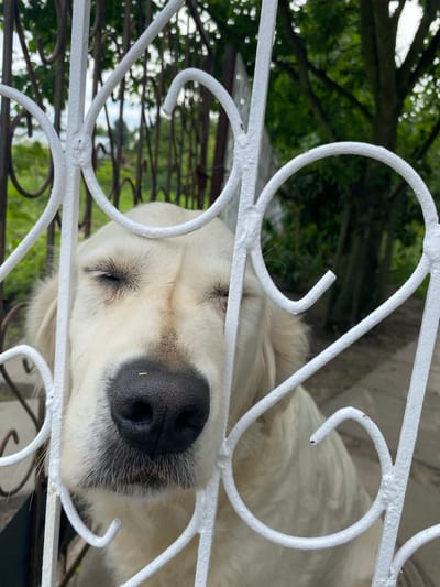 A close-up, tilted shot shows a white dog sleeping behind a white, decorative metal fence. The dog's face is partially obscured by the fence, with its closed eyes and dark nose prominently visible. The dog appears to be a golden retriever or a similar breed. The background is blurred, showing green foliage and hints of daylight, suggesting an outdoor setting. The metal fence has ornate scrollwork. The dog's fur is soft and white, with some darker markings around its eyes and nose. The overall impression is one of peaceful rest in an outdoor environment. The image was taken in Wielka Wieś, Poland.