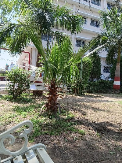 The image shows a view of a palm tree in the foreground.  Behind the tree are a few white benches and a portion of a white building.  The building is two stories tall and has windows on each floor. The building appears to be located in a park, and the surrounding ground is a mixture of grass and dirt. The location of the image is a park in the city of Dehradun, India, at coordinates 30.304, 78.017. There are no people visible in the image. The image is likely taken from a ground level perspective.