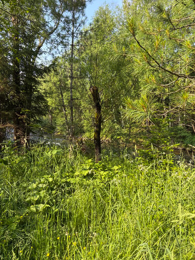 This is a photograph of a dense, overgrown forest scene in Bol'shaya Rechka, Russia. The foreground is dominated by tall, vibrant green grass and large, broad leaves, interspersed with small yellow wildflowers. The middle ground reveals a shallow, flowing river with visible ripples and light reflecting off its surface. Beyond the river, a variety of trees create a thick canopy. Two prominent dark-barked trees stand on either side of the frame, with lighter-barked trees and evergreens filling the background. A partially visible, light-colored structure, possibly a wooden beam, lies on the riverbank. The sky is clear blue and visible through gaps in the foliage. The scene suggests a natural, wild, and untamed environment.
