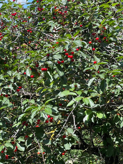 A close-up, vertical shot captures a dense cherry tree branch laden with ripe, red cherries and green leaves. The cherries, varying in size and ripeness, hang in clusters and individually from thin stems, some showing stems and others without. The leaves are a vibrant green, with some showing signs of slight wilting or browning. The background is a blurred mix of dappled sunlight and shadows, indicating an outdoor setting, likely a sunny day. The image does not contain any people or visible structures, suggesting it was taken in a natural or garden environment. While specific geographic details like the city of Rezina, Moldova, are mentioned in the prompt, this information cannot be visually verified from the provided image alone.