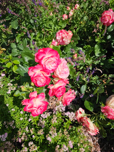 The image is a close-up, overhead shot of a garden bed filled with blooming roses and other flowering plants. The roses are primarily a bicolor variety, with petals that transition from a deep pink or red at the edges to a lighter pink or white towards the center. Several rose blooms are in various stages of opening, with some fully unfurled and others still in bud. Interspersed with the roses are spikes of small purple flowers and clusters of tiny pink and white flowers, possibly astilbe or a similar groundcover. The leaves of the plants are a vibrant green, and the sunlight casts shadows across the scene, indicating it is daytime. The ground appears to be covered in mulch in some areas. The scene is located in a garden in Berezkka SNT, Krasnogorsky District, Russia. There are no people or animals visible in the image.