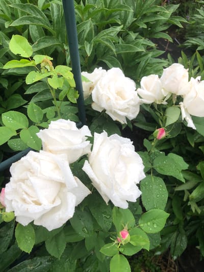 This is a close-up, eye-level, outdoor photograph of several white roses and green foliage, likely in a garden. The roses are in various stages of bloom, with some fully opened and others still forming buds. Water droplets are visible on the petals and leaves, suggesting recent rain or dew. The background consists of more green leaves and a dark, indistinct surface that may be soil or mulch. A thin, dark green stake is partially visible on the left side of the frame, supporting some of the rose stems. The lighting is soft and diffused, indicating an overcast day or shaded conditions. The image does not contain any people or identifiable landmarks that would place it specifically in Radomyshl, Ukraine, or any other city.