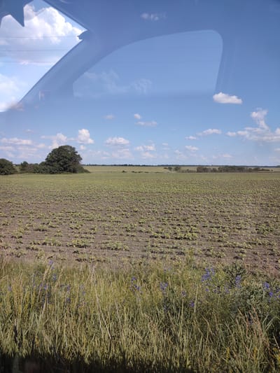 The image depicts a vast, cultivated field under a bright blue sky with scattered white clouds. The field appears to be planted with young, green crops, spaced in neat rows. In the foreground, tall, dry grasses and a scattering of small blue wildflowers are visible. In the middle ground, a large, dense tree stands prominently on the left side of the frame, with a line of trees forming a distant horizon. The reflection of a car's interior, including part of the windshield and dashboard, is visible across the top half of the image, suggesting the photograph was taken from inside a vehicle. The scene is set in a rural landscape.