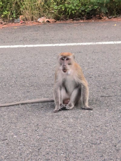 The image captures a macaque monkey sitting directly on an asphalt road, likely in Lamtamot, Indonesia. The monkey, with light brown fur on its head and limbs and lighter grey fur on its chest and belly, is positioned centrally in the frame. Its mouth is slightly open, and it appears to be looking towards the camera. Its long tail extends horizontally across the road surface to the left.
A distinct white painted line runs horizontally across the asphalt road in the mid-ground, behind the monkey. The road surface itself is coarse and grey, characteristic of asphalt. In the background, behind the road, there is a dense strip of green foliage, consisting of tall grasses and shrubs, suggesting a natural or semi-natural environment bordering the road.
Beneath the vegetation and along the edge of the road, several pieces of litter are visible, including plastic bottles and discarded paper or cardboard. The lighting suggests it is daytime, with soft illumination, possibly indicating an overcast sky or early morning/late afternoon. There is no visible text in the image. The scene portrays an interaction with wildlife in an environment affected by human presence and activity.