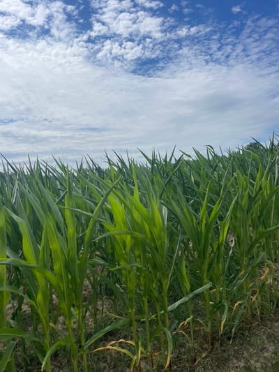 The image displays a close-up view of a dense cornfield under a bright blue sky with scattered white clouds. The corn stalks are tall and vibrant green, with their leaves reaching upwards and outwards, creating a textured, layered effect. The ground beneath the corn is visible in patches, showing dry soil with some sparse, low-lying vegetation. The perspective is from within the field, looking towards the horizon where the sky meets a distant treeline. The overall scene is natural and agricultural, with no human presence or man-made structures prominently featured within the frame. The location in Diepenbeek, Belgium, suggests this is a rural or semi-rural agricultural setting.