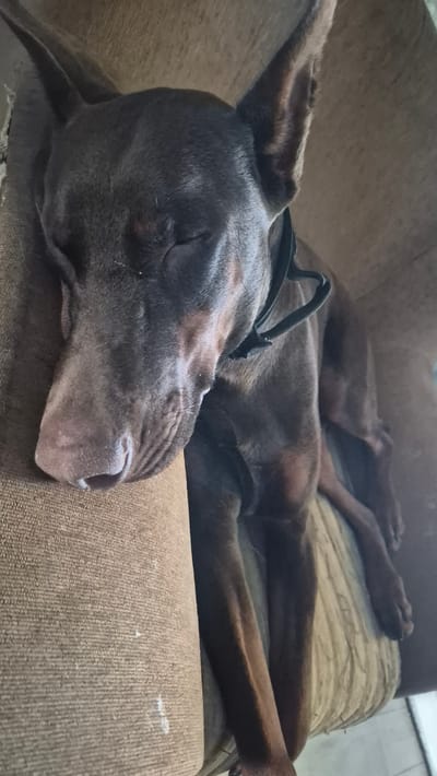 A brown Doberman Pinscher is sleeping on a couch. The dog is lying on its side with its head resting on its paws. Its eyes are closed, and its ears are perked up. The couch is made of brown fabric and has a worn appearance. The background is blurred, but it appears to be an indoor setting. The image was taken in Neftegorsk, Russia.