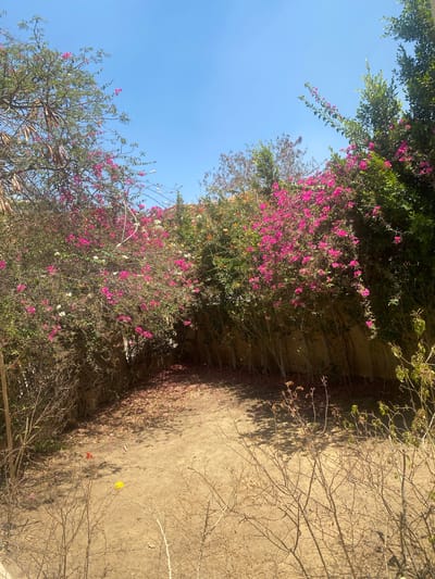 The image depicts a courtyard in Legenda, Egypt, characterized by a path covered in fallen pink and red bougainvillea petals leading into a narrow, walled passageway. The passageway is heavily overgrown with lush pink and white bougainvillea plants. Tall, leafy green trees and shrubs flank the pathway, with some branches of bougainvillea extending upwards towards a clear blue sky. In the foreground, dry, thorny bushes and branches are visible, contrasting with the vibrant flora. A small yellow ball lies on the dusty ground in the lower left quadrant of the image. The scene appears to be a sunlit outdoor space, possibly a garden or a yard, with the wall suggesting a boundary or enclosure.