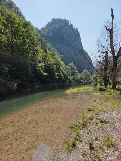 The image depicts a serene natural scene at the confluence of two rivers in the picturesque town of Landl, Austria. The foreground is dominated by a crystal-clear river with a sandy, shallow bed, its surface reflecting the surrounding lush greenery and a stark, bare tree on the right. The left bank is densely forested with a variety of trees, their vibrant green foliage contrasting with the rocky, imposing mountain that rises majestically in the background. The sky above is a clear, bright blue, indicating a sunny day. The overall impression is one of tranquility and untouched natural beauty, a common characteristic of the Austrian landscape.