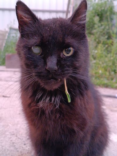 A close-up portrait captures a black cat with striking green eyes, one of which appears to have a cloudy or discolored iris. The cat's fur is dark and somewhat scruffy, with lighter, wispy hairs around its chin and neck. A thin, green blade of grass is held in its mouth, protruding from the side. The cat's gaze is directed at the camera, conveying a sense of mild curiosity or perhaps mild discomfort due to the grass. The background is softly blurred, showing hints of outdoor greenery and a light-colored, rough surface, possibly concrete or gravel, in the foreground. The overall impression is an informal snapshot of a domestic animal in an outdoor, casual setting. The lighting suggests daytime. The location context is Tash-Dobo, Kyrgyzstan.