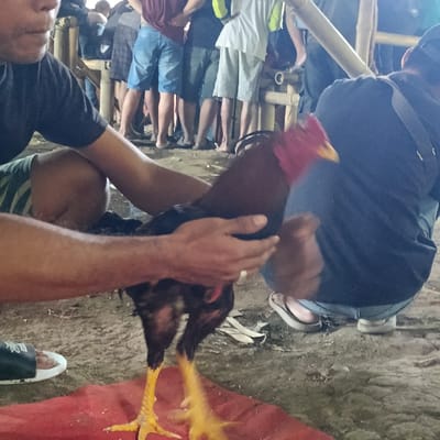 A man is holding a rooster in his hands. The man is wearing a black t-shirt and blue jeans. The rooster is dark brown and black with a red comb and wattles. The rooster is standing on a red mat. The man is standing in a dirt courtyard. There are other people in the background wearing various clothing. The scene is located in Kalisat, Indonesia at the coordinates -8.103, 113.799.