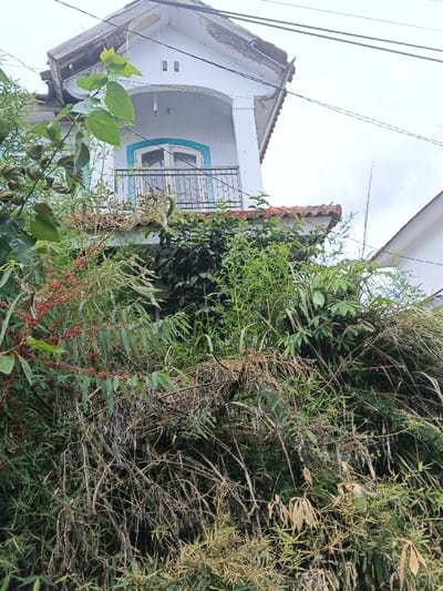 The image displays the upper portion of a white, two-story building in Pô Kô, Vietnam, largely enveloped by dense, mixed vegetation. The structure features a second-story balcony with a black wrought-iron railing. Behind the railing, a white-framed double glass door is visible, set within a light blue archway. Two small, dark rectangular openings are situated on the white wall above the arch. The building's reddish-brown tiled roof shows weathering and partially extends below the balcony. Several black utility lines traverse the upper section against an overcast sky. The foreground and midground are dominated by a thick growth of green and dry brown plants, including leafy species, some with red berries, bamboo, and various grasses, which heavily obscure the building's lower visible areas. A segment of a white roofline from an adjacent building is visible on the far right. No individuals or actions are present in the scene.
