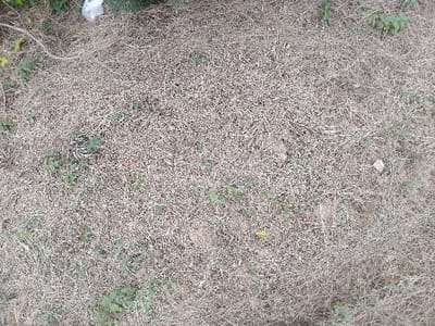 A landscape primarily covered in dry, matted grass and sparse vegetation. The grass is a uniform beige tone, contrasting with patches of green sprouts scattered throughout. A few small rocks and bare earth patches are visible. In the upper left corner, some green shrubbery and a white plastic bag are present, adding slight variation to the otherwise monochrome ground cover. The composition gives an impression of untamed, possibly neglected, terrain.