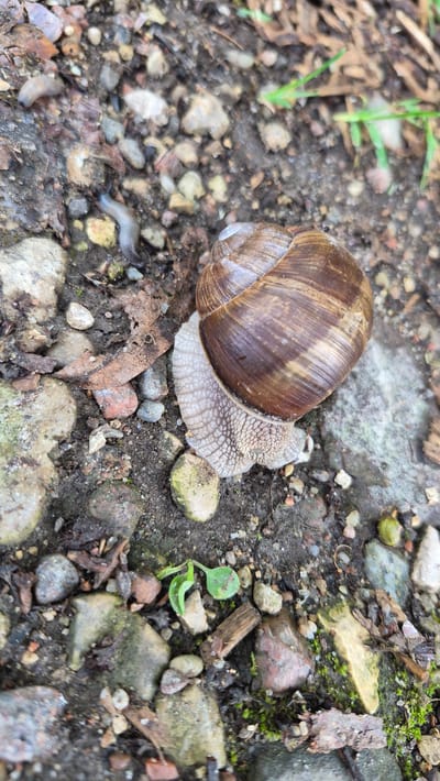 A close-up, high-angle shot captures a garden snail with a brown, spiraled shell moving across a surface of dirt, small stones, and dried leaves. The snail's foot is extended, showing its textured, pale underside. Two small, gray slugs are visible in the background, to the left of the snail. A few blades of green grass and a small green sprout are also present in the environment. The lighting suggests an outdoor, natural setting.