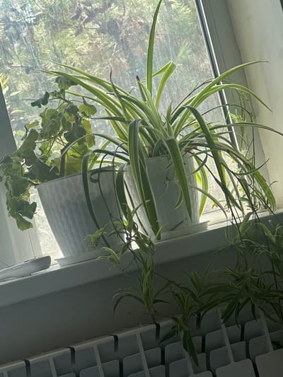 The image depicts a windowsill in a residence in Asaka, Uzbekistan, where several potted plants are arranged. Two white textured pots are centrally positioned on the sill, one containing a variegated spider plant with long, arching leaves, and another holding a plant with broader, scalloped green leaves. Smaller spider plant cuttings are visible on the windowsill below and to the right of the main pots. The windowsill itself is a light-colored surface, and a white radiator with a grid pattern is positioned beneath it. Through the window, a blurred background of trees and foliage suggests an outdoor environment. Sunlight streams through the window, casting light and shadows on the plants and the windowsill. The windowpane appears slightly smudged. A white object, possibly a remote control, rests on the windowsill to the left.