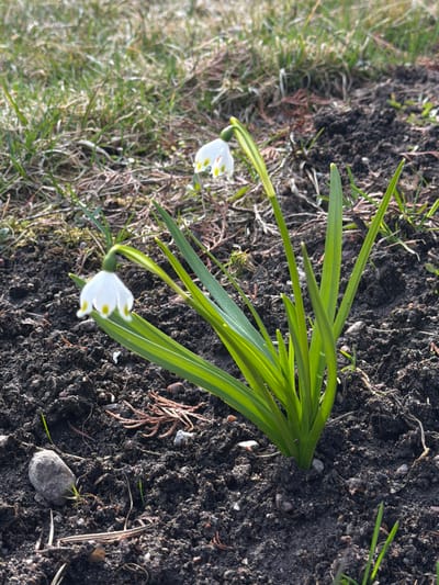 The image shows a patch of dark soil with two blooming snowdrop flowers. The flowers have delicate white petals with small yellow spots. Green, blade-like leaves surround the flowers. The scene appears to be a garden or natural area with grass bordering the soil. The location is assumed to be Starosel'e, Russia. There are no people visible.