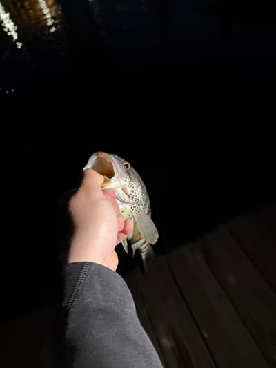 The image displays a close-up, nocturnal scene featuring a person's hand holding a fish. The subject's right arm, partially covered by a dark, long-sleeved garment with visible stitching, extends from the right side of the frame. The hand is gripping a spotted fish, which appears to be a type of crappie or bass, characterized by its light body with dark spots and prominent fins. The fish's mouth is wide open, giving a startled appearance.

The setting is outdoors at night, with the majority of the background being deep black, illuminated only by an unseen light source casting a glow on the fish and hand. Faintly visible in the upper right quadrant are dark wooden planks, suggesting a structure like a pier or dock. In the lower-left corner, blurred, bright reflections on what appears to be water indicate a body of water nearby. The overall activity depicts a successful fishing moment under dark conditions, possibly from a pier or dock in Coronado, United States. There is no visible text in the image.