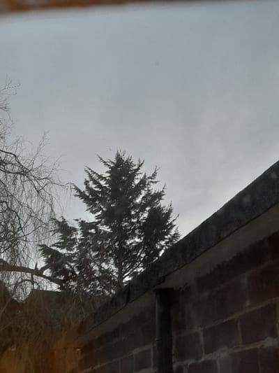 The image depicts an upward view of a grey, overcast sky above Derby, United Kingdom, suggesting dull weather, possibly late autumn or winter. A prominent dark green coniferous tree with dense foliage occupies the mid-right portion of the frame, extending towards the center. Below and to its left, the intricate, bare branches of a deciduous tree are visible, silhouetted against the bright sky, further hinting at a colder season. In the upper right corner, a brick structure, likely an overhang or the underside of a building's roof, is seen from below, exhibiting dark, weathered brickwork. The image has a slightly tilted or rotated perspective. A blurry, light brown element is present along the far-left edge, possibly a window frame or part of the structure from which the photo was taken. There are no people or discernible activities, and no visible text in the image.