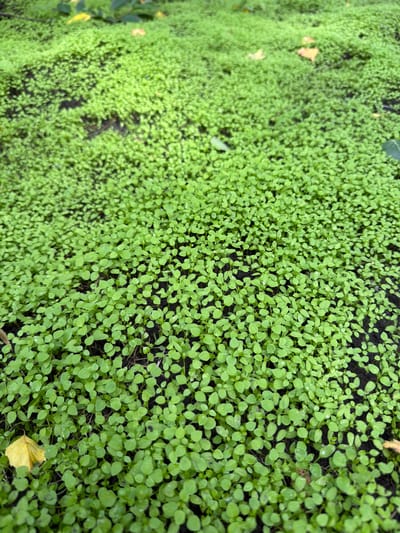 The image is a close-up, high-angle shot of a dense carpet of small, bright green seedlings. The seedlings have small, rounded leaves and are growing closely together in dark soil. The background is out of focus but appears to be more of the same vegetation, with some scattered yellow and brown leaves visible, suggesting an outdoor environment, possibly a garden or park. There are no people, animals, or man-made structures clearly visible in the frame. The lighting appears natural, casting soft shadows. The scene is static and peaceful. The provided context indicates this scene is located in Altayskiye Zori, Russia, but this information cannot be visually confirmed from the image itself.