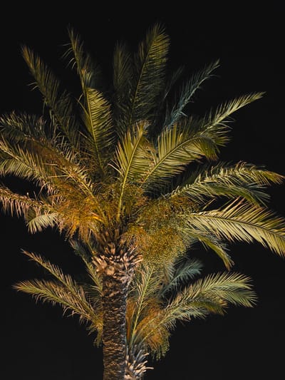 A close-up, low-angle shot of a palm tree at night is presented. The dark sky serves as a backdrop, with the palm tree's fronds and trunk illuminated by artificial lighting, casting a warm, golden-yellow glow on the foliage. The texture of the trunk is rough and fibrous, with distinct patterns of bark. The fronds are a vibrant green, with some appearing to have a slightly yellowed hue, indicating natural aging or the effect of the lighting. Small, dense clusters of what appear to be dates are visible among the fronds. The image is devoid of any human presence or other significant objects, focusing solely on the natural subject. The location is identified as Hlorakas Community, Cyprus.
