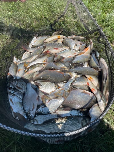 The image depicts a fishing net filled with a large quantity of small to medium-sized fish. The fish are silvery with some exhibiting hints of orange on their fins. They are densely packed within the net, with their scales and fins clearly visible. The net itself appears to be made of black mesh and is resting on a patch of green grass. The background consists of more grass and some blurred foliage, suggesting an outdoor environment. The lighting indicates it is daytime, likely sunny given the bright highlights on the fish. There are no people visible in the frame, and no identifiable landmarks to suggest a specific location within Tumutuk, Russia.